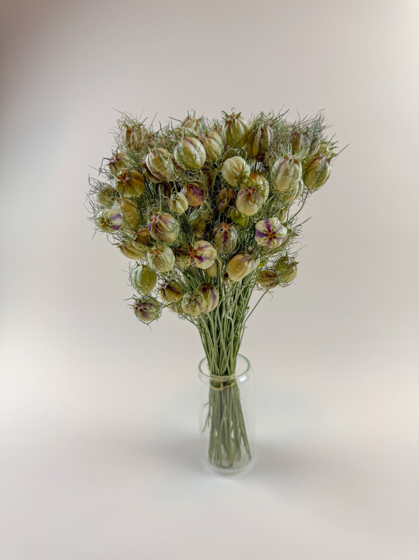 Nigella (Love-in-a-Mist) – Naturally Dried Seed Pods