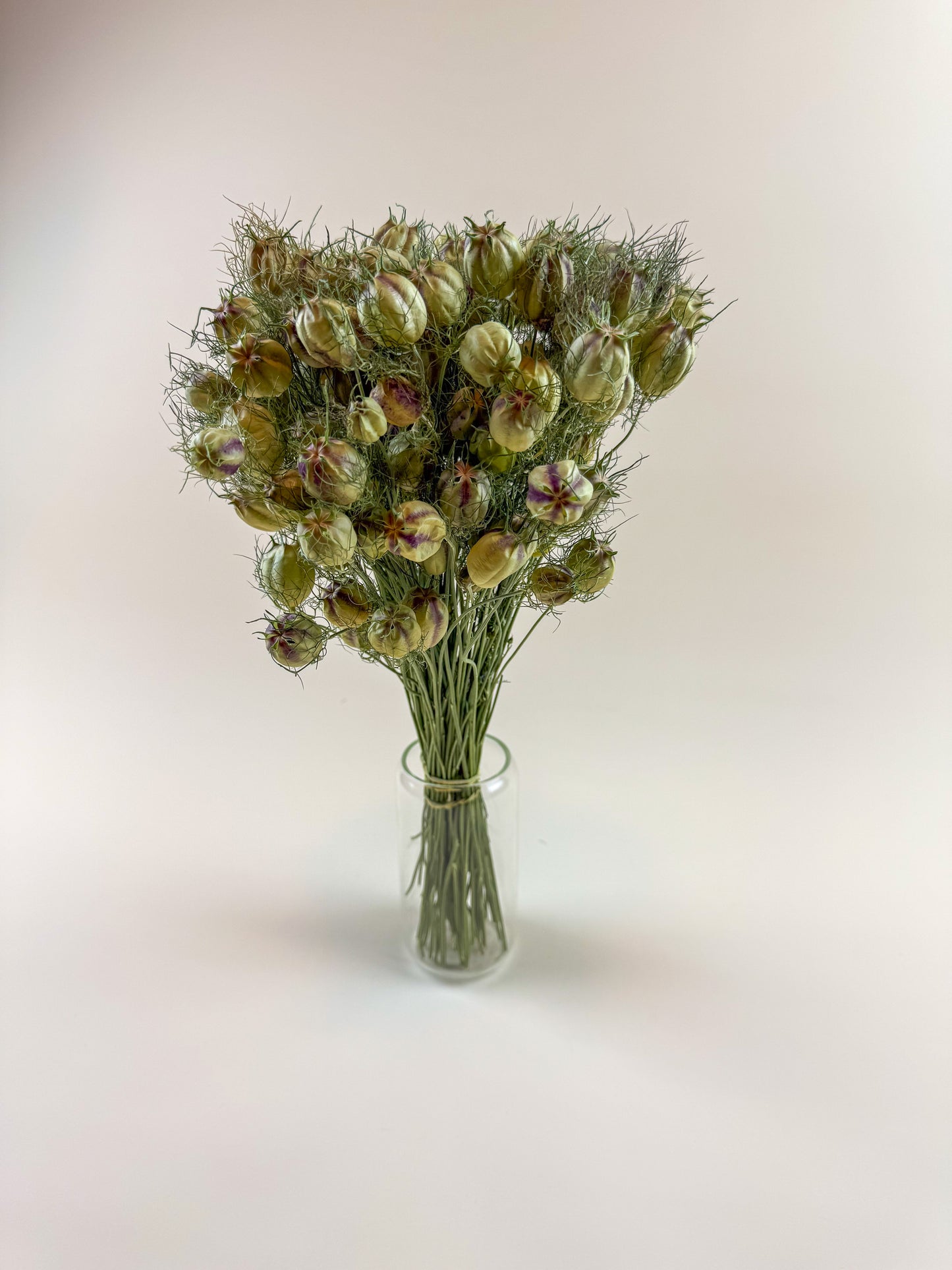 Nigella (Love-in-a-Mist), Green – Naturally Dried Seed Pods