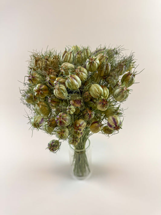Nigella (Love-in-a-Mist), Green – Naturally Dried Seed Pods