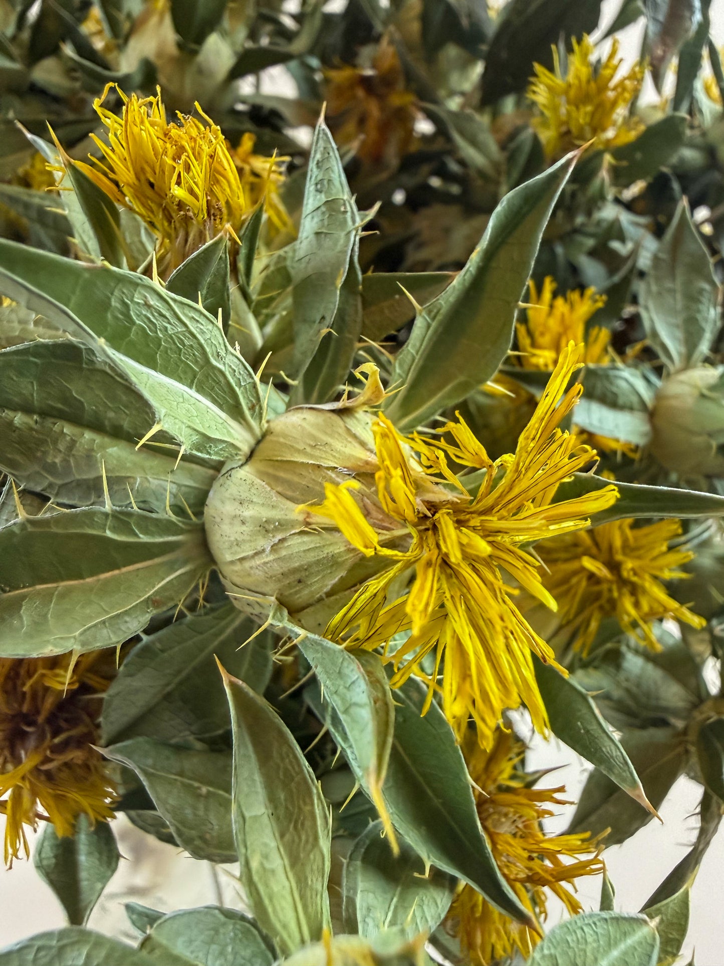 Safflower - Yellow Naturally Dried Flowers