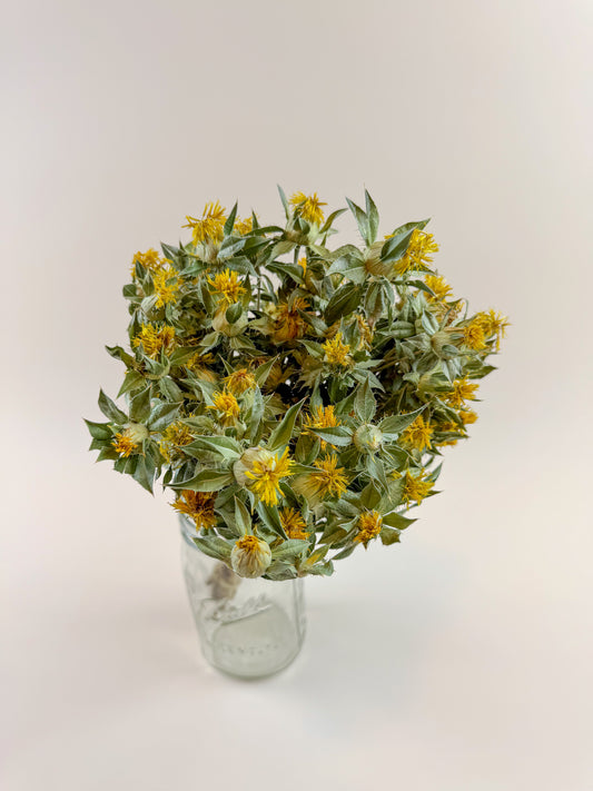 Safflower - Yellow Naturally Dried Flowers