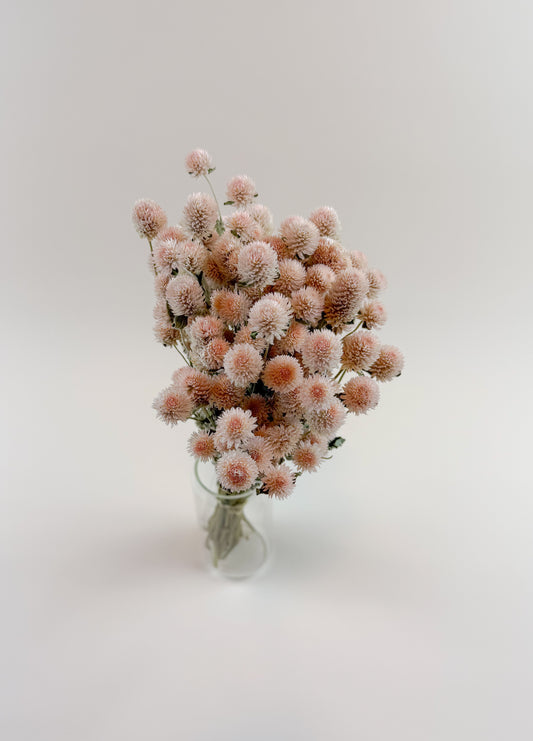 Peaches and Cream Globe Amaranth – Naturally Dried Flowers