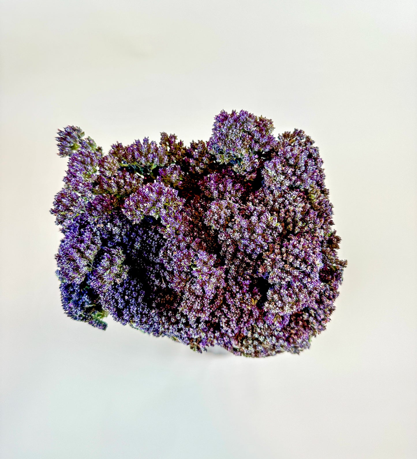 Purple Blossom Greek Oregano – Naturally Dried