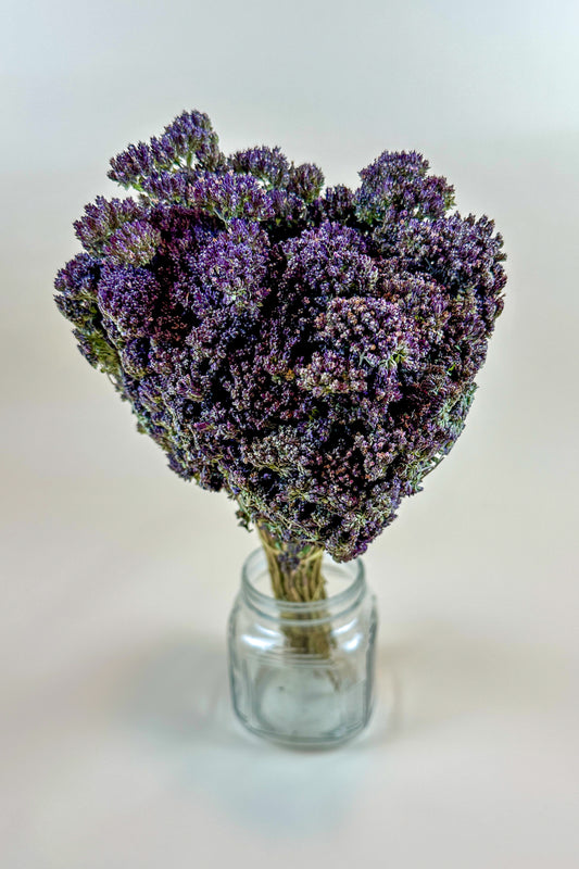 Purple Blossom Greek Oregano – Naturally Dried