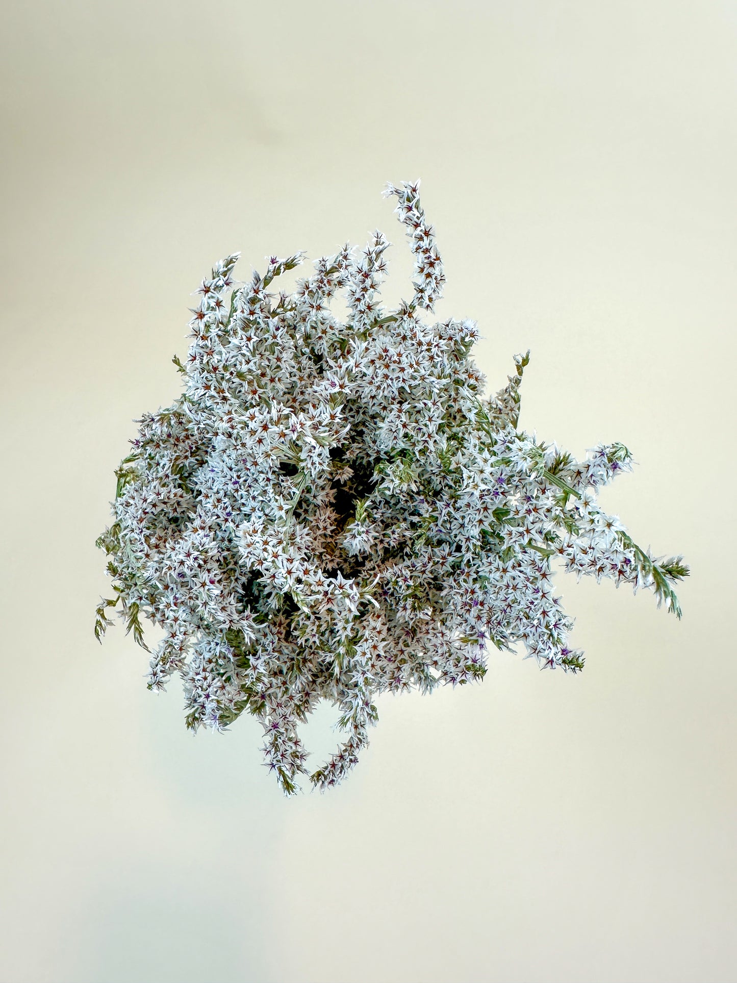German Statice (1 lb case) - Naturally Dried Flowers