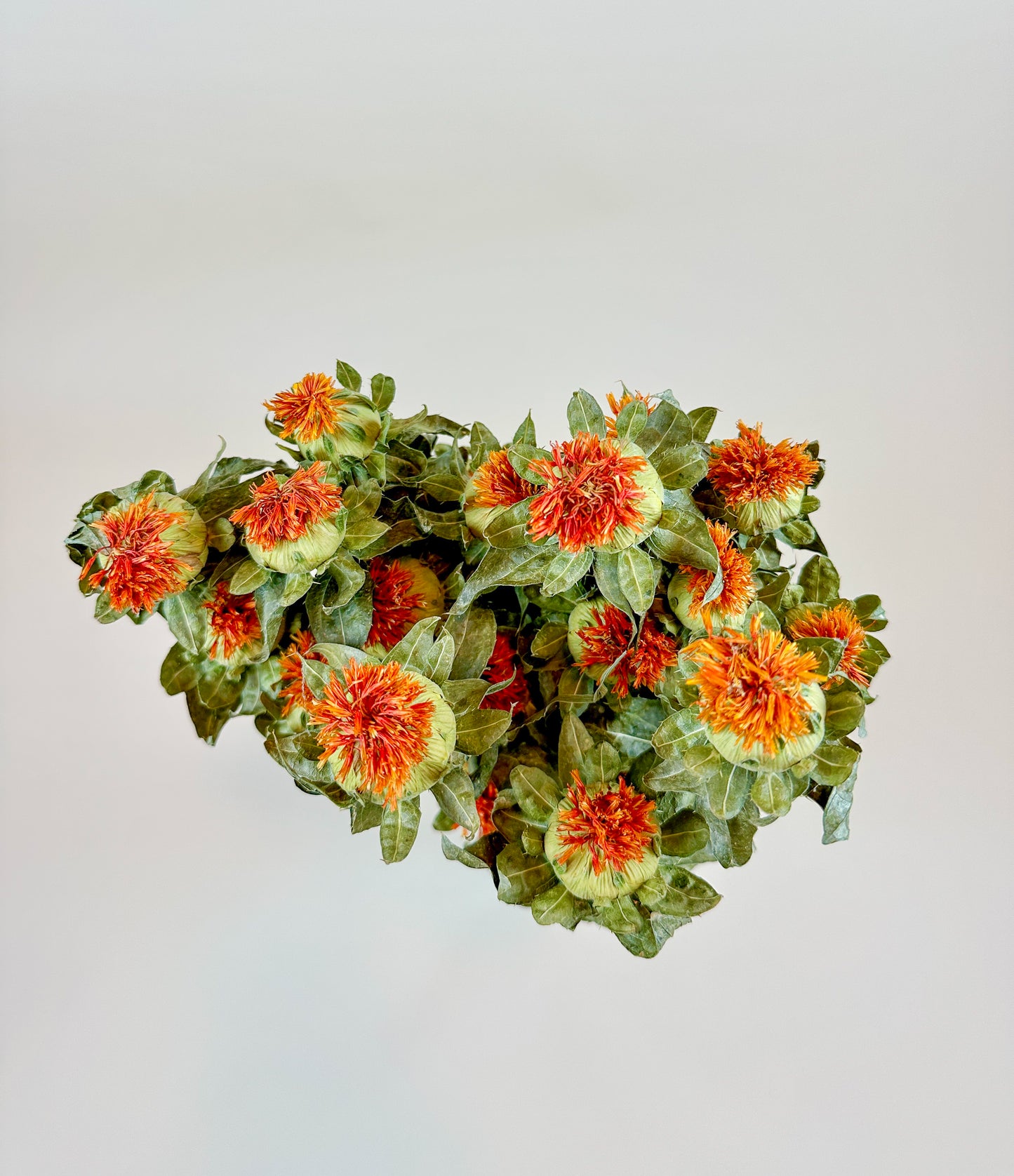 Safflower - Orange  Naturally Dried Flowers