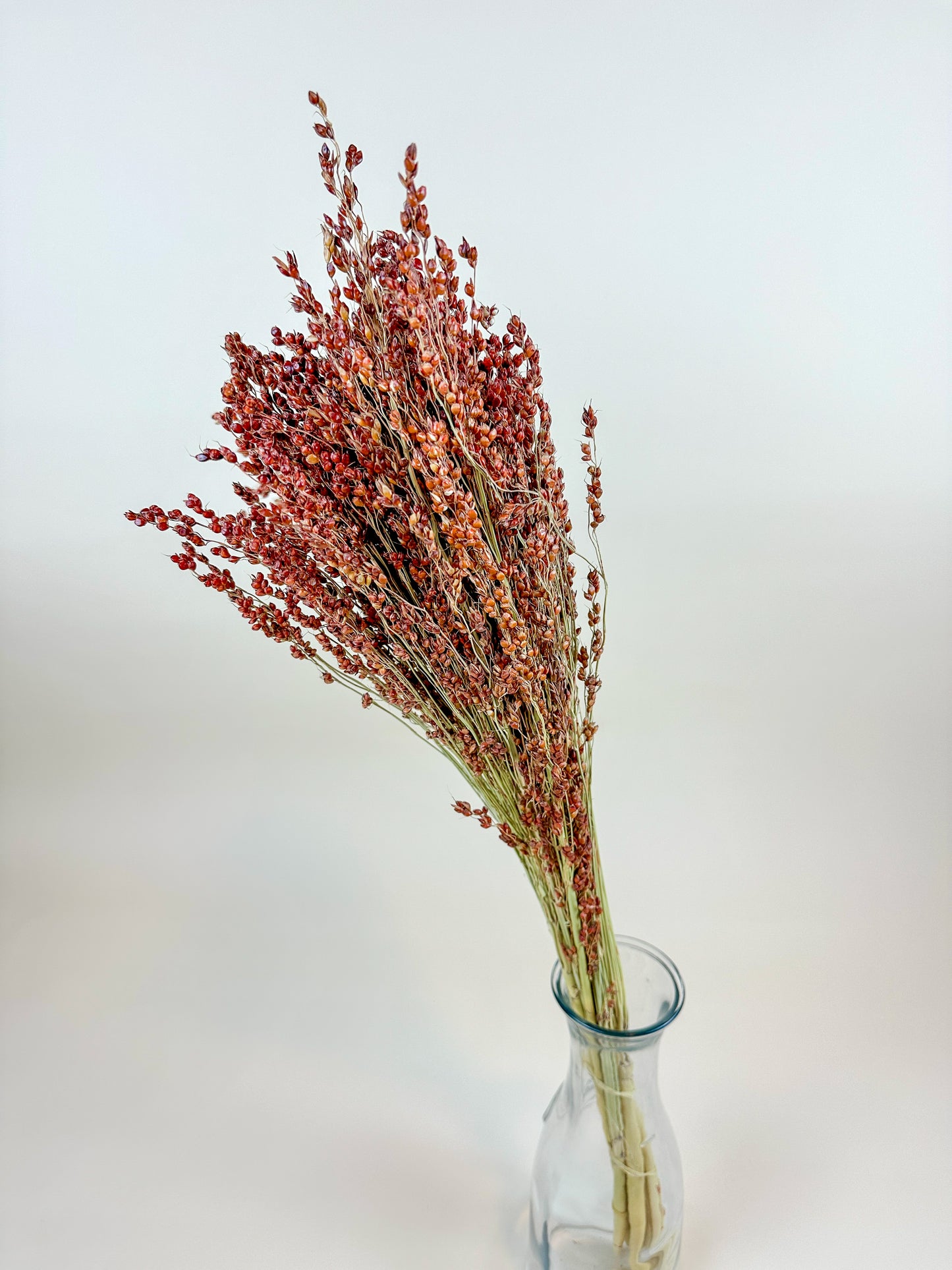 Red-Orange Broom Corn – Naturally Dried Fall Decor