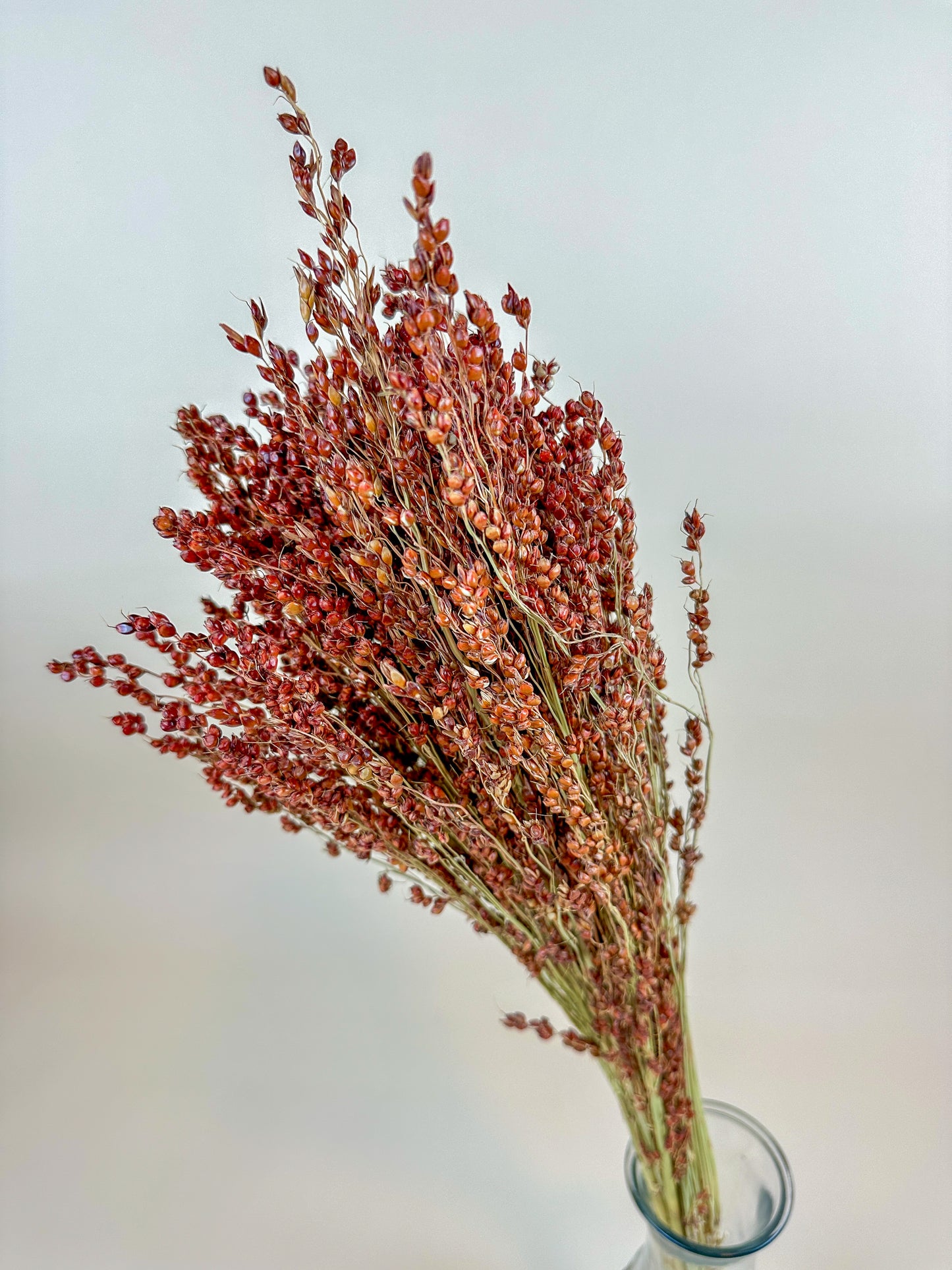 Red-Orange Broom Corn – Naturally Dried Fall Decor