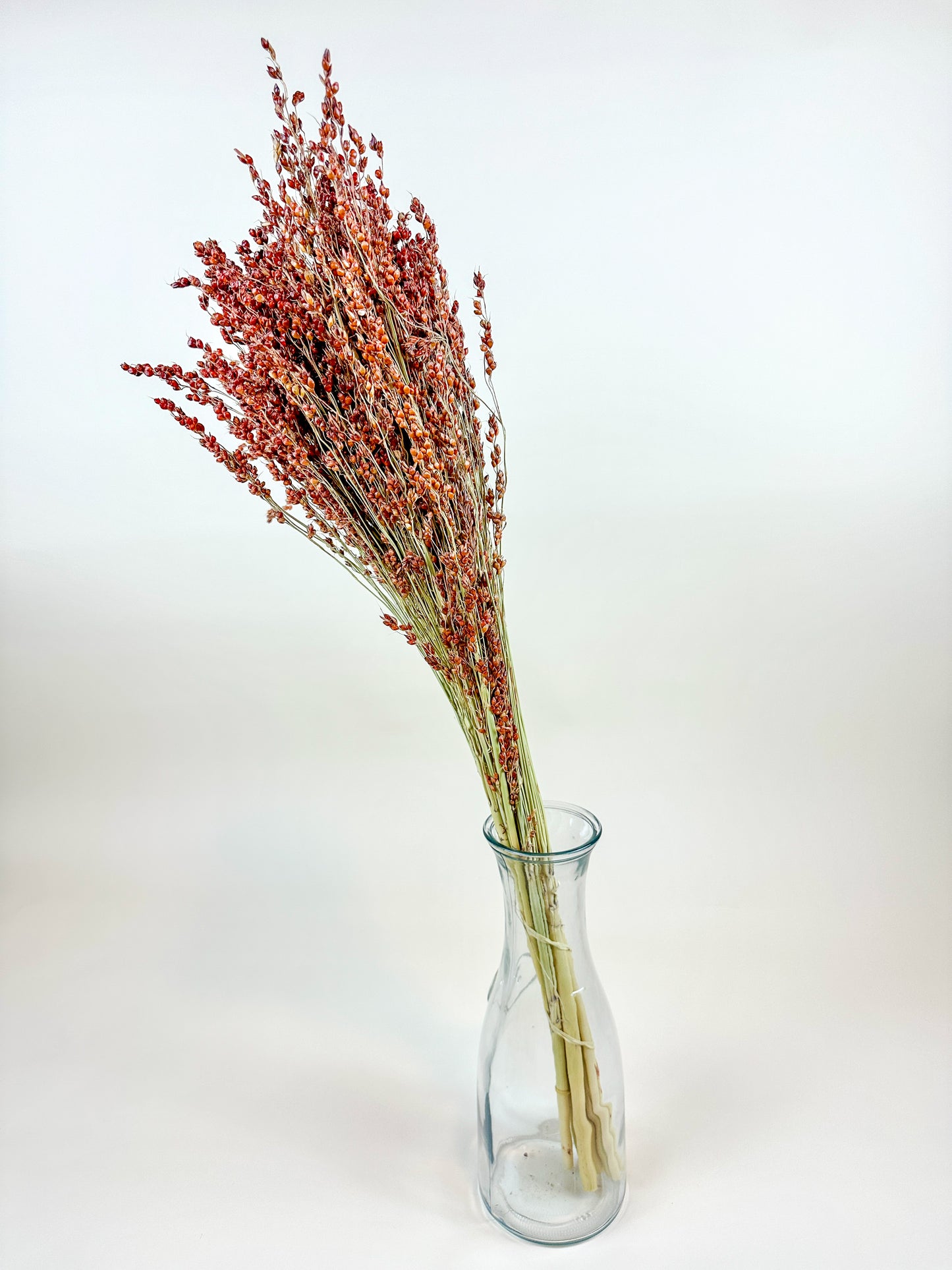 Red-Orange Broom Corn – Naturally Dried Fall Decor
