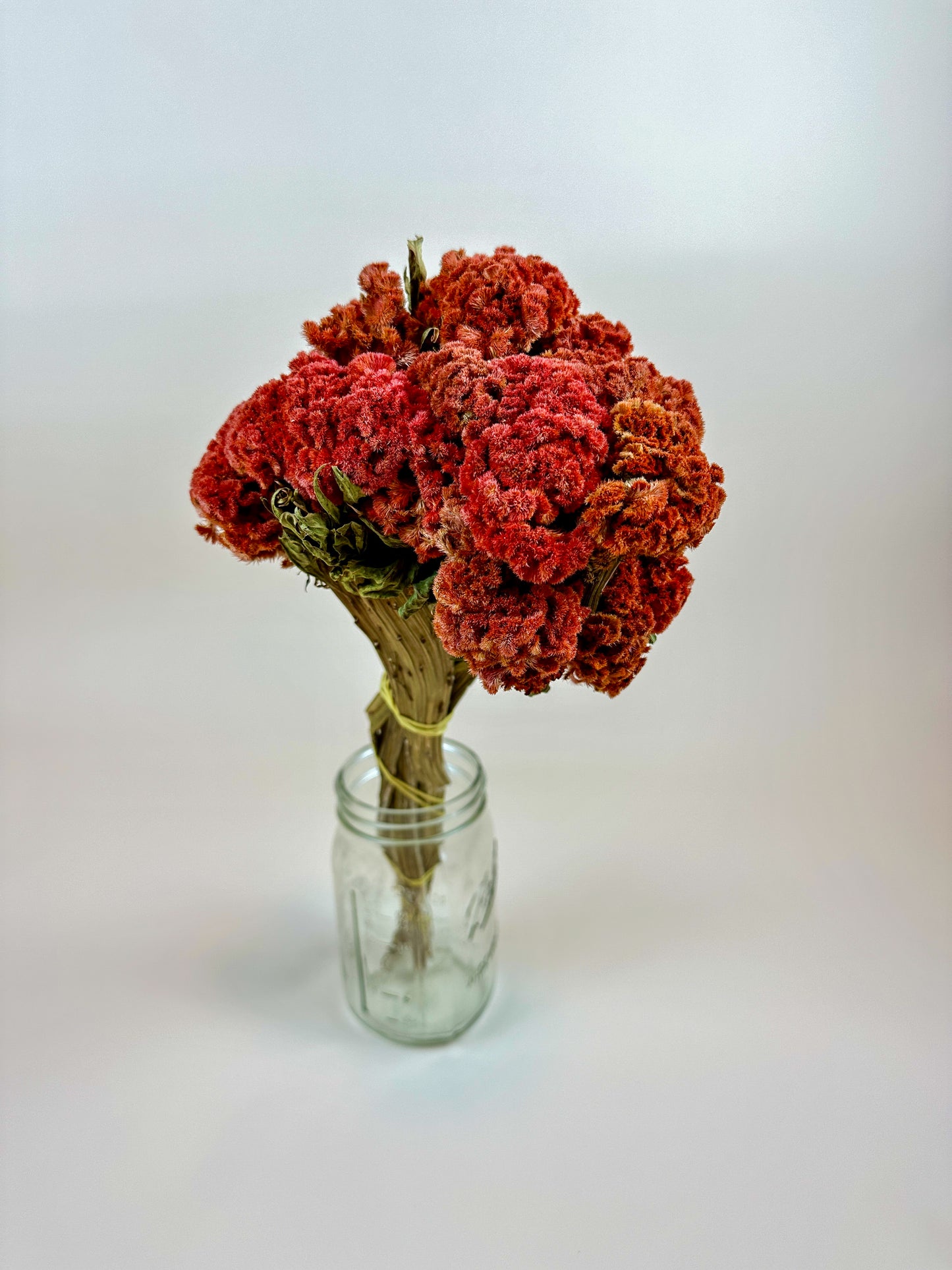 Coxcomb (Celosia) – Autumn Collection