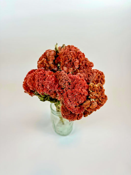 Coxcomb (Celosia) -  Autumn