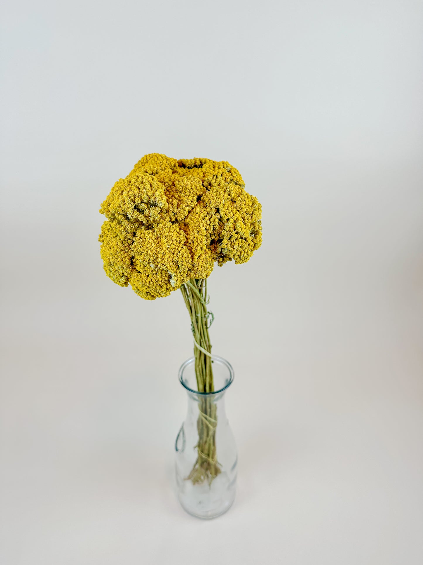 Yellow Yarrow (Golden Achillea) – Naturally Dried (20 Stems)