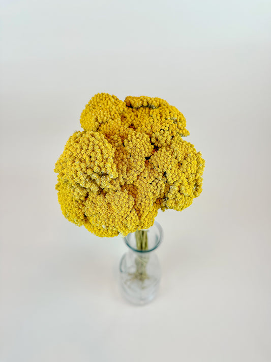 Yellow Yarrow (Golden Achillea) – Naturally Dried (20 Stems)