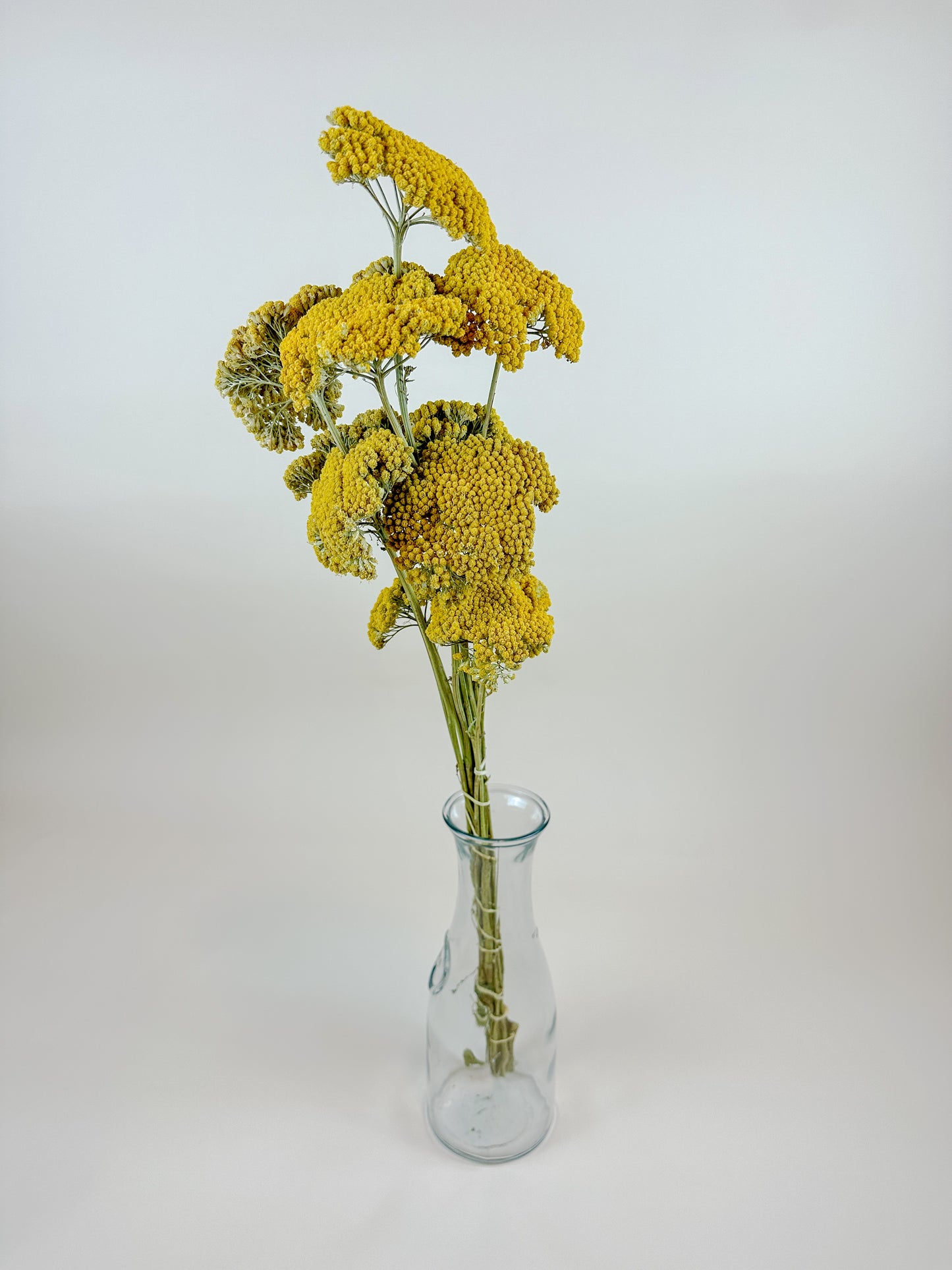 Yellow Yarrow (Golden Achillea) – Naturally Dried (12 Stems)