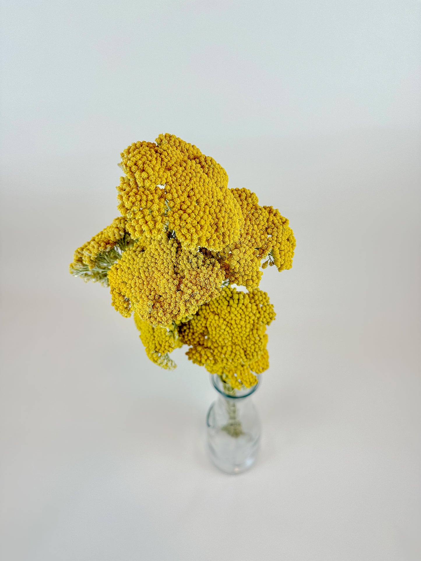 Yellow Yarrow (Golden Achillea) – Naturally Dried (12 Stems)