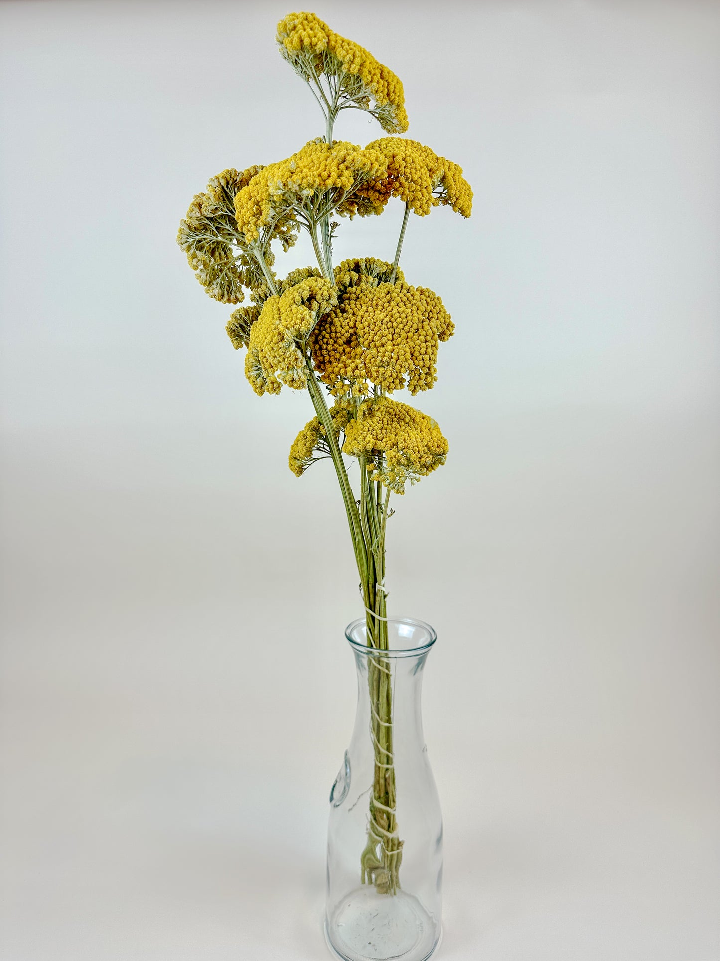Yellow Yarrow (Golden Achillea) – Naturally Dried (12 Stems)