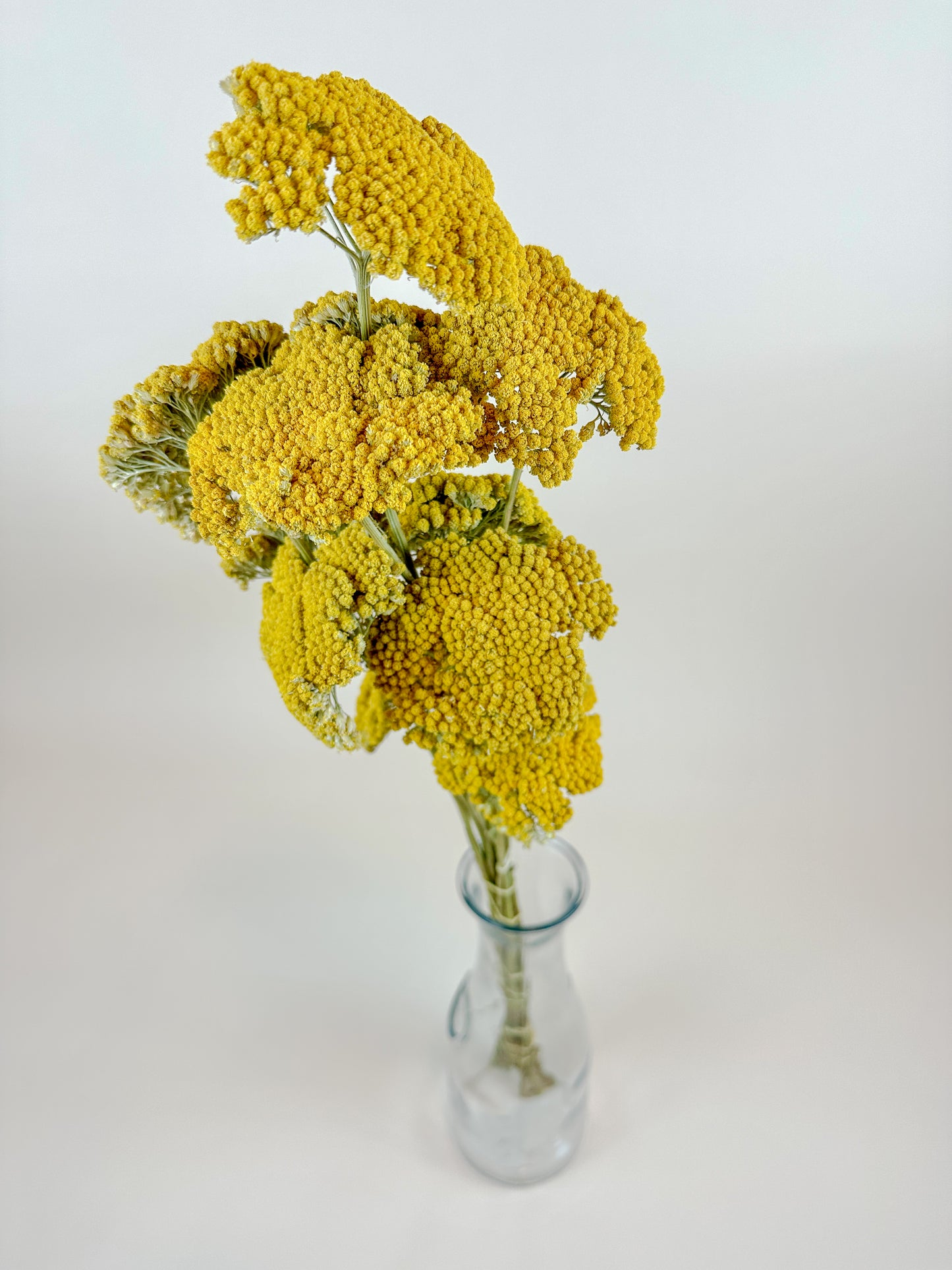 Yellow Yarrow (Golden Achillea) – Naturally Dried (12 Stems)