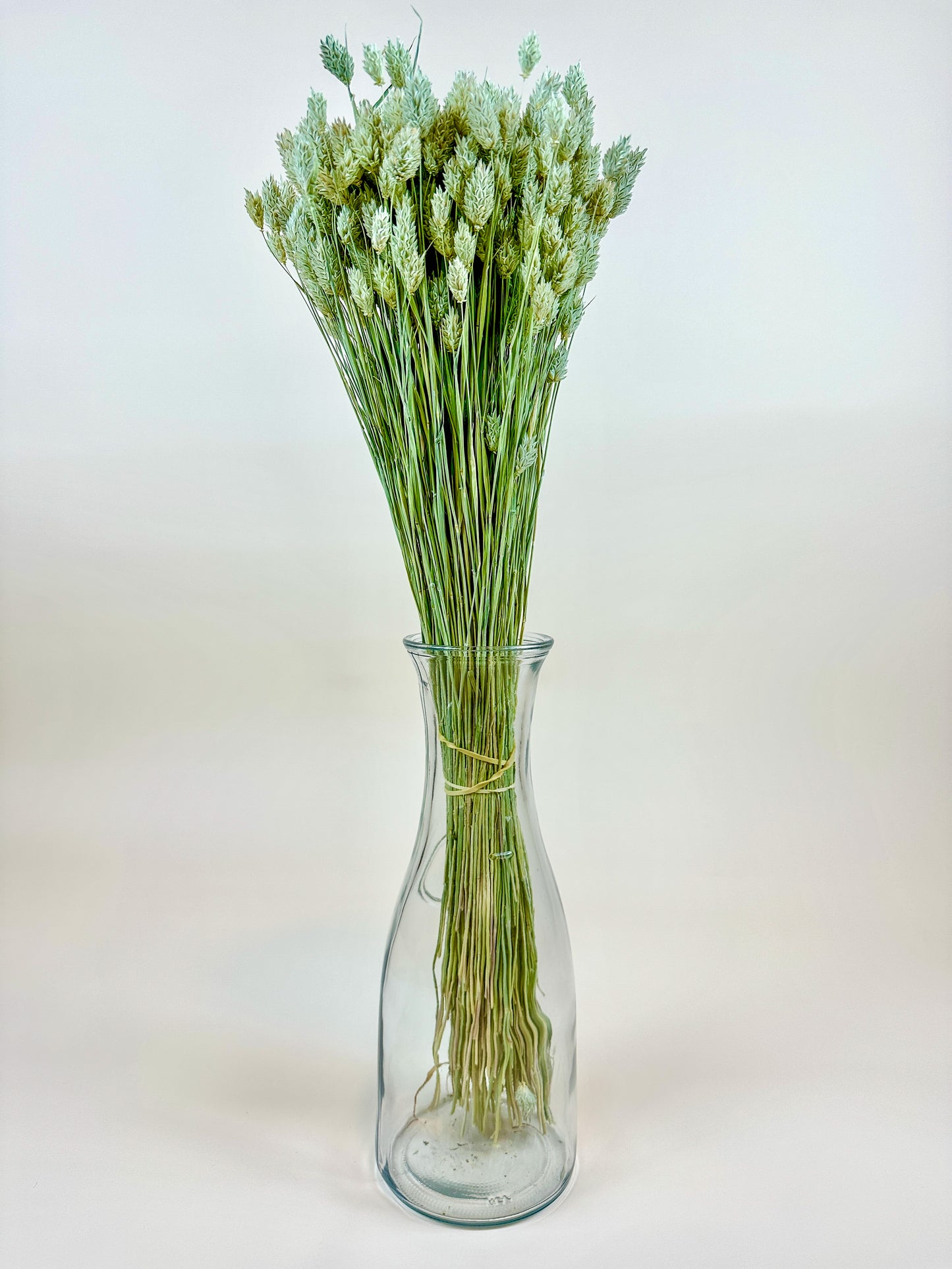 Phalaris – Naturally Dried Awnless Grass 