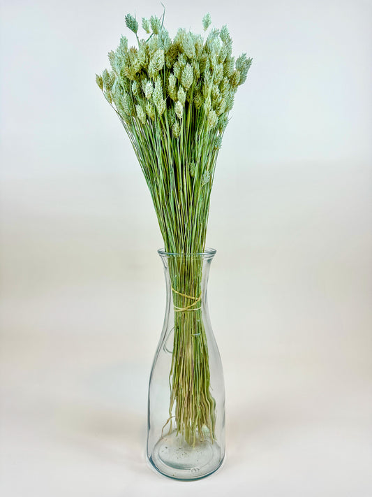 Phalaris – Naturally Dried Awnless Grass 