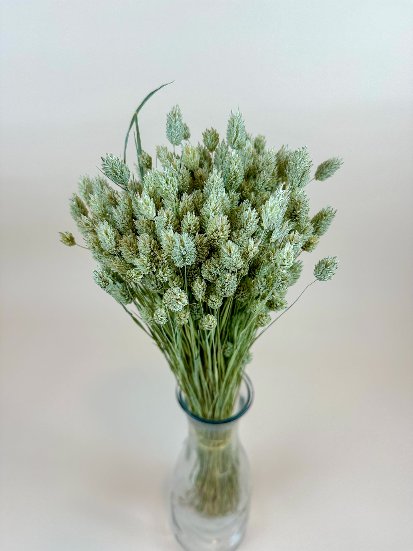 Phalaris – Naturally Dried Awnless Grass 