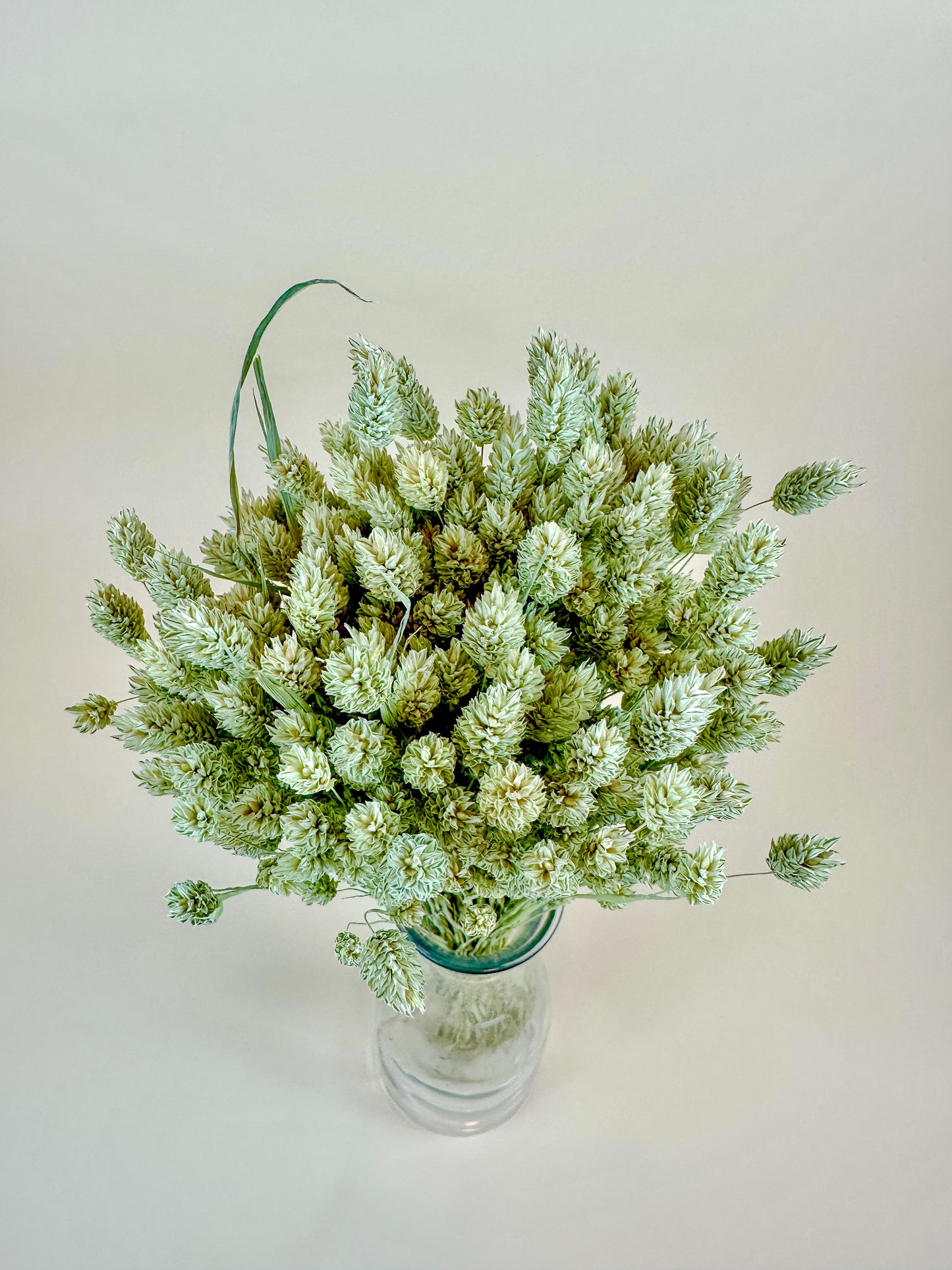 Phalaris – Naturally Dried Awnless Grass 