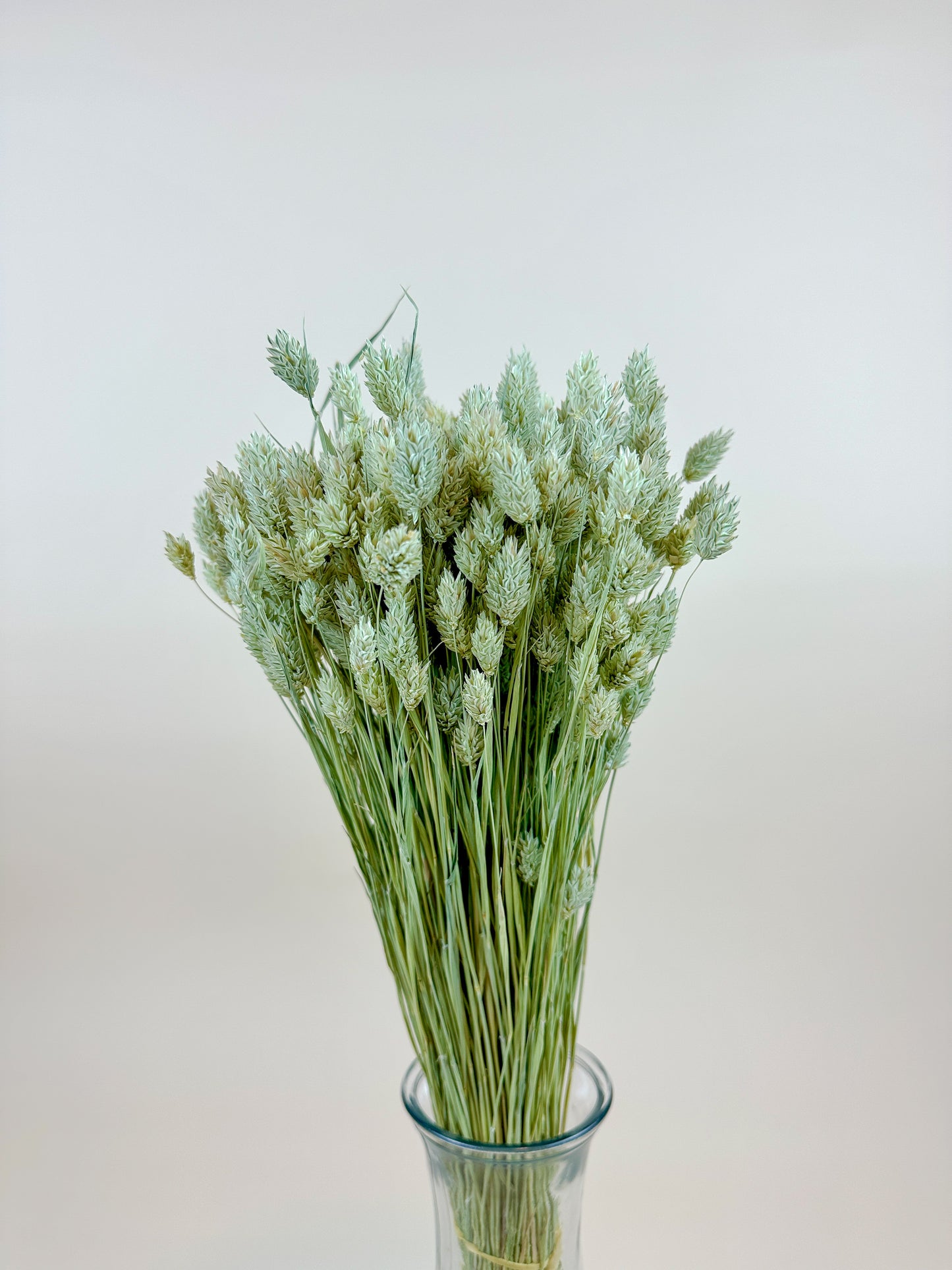 Phalaris – Naturally Dried Awnless Grass 