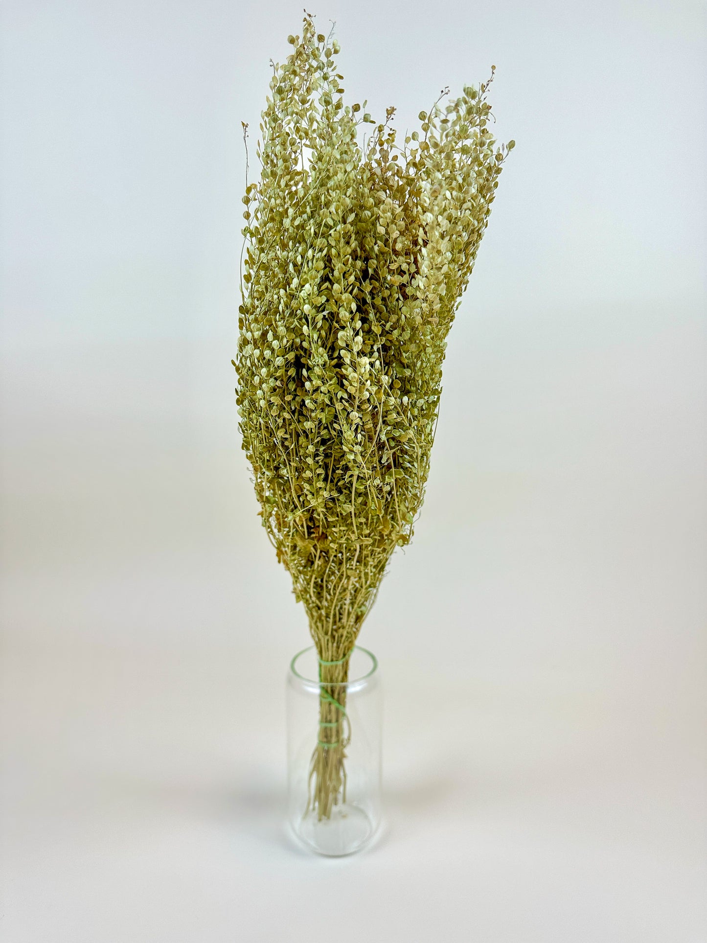 Lepidium (Pepper Grass) - Naturally Dried Green Grass