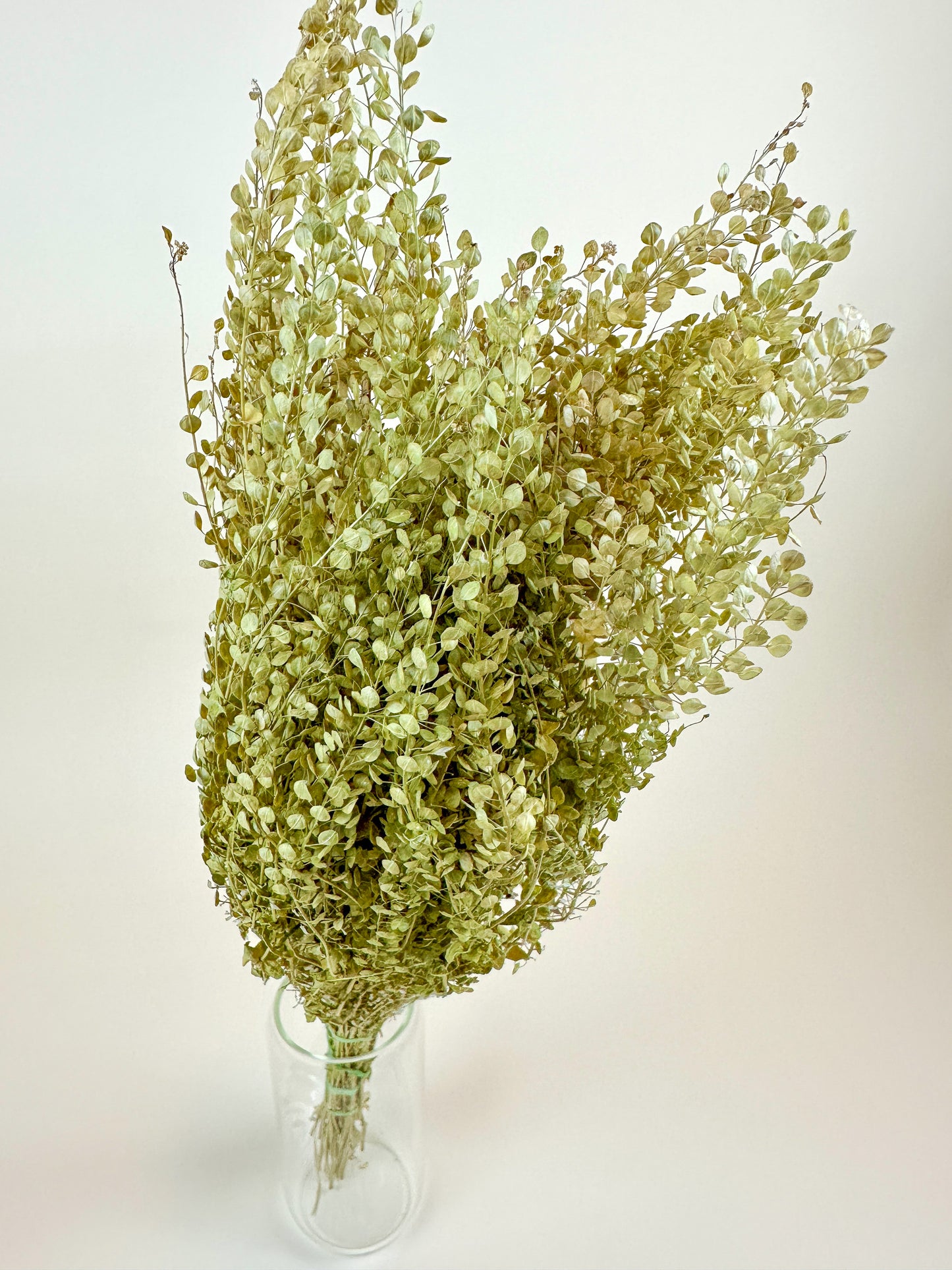 Lepidium (Pepper Grass) - Naturally Dried Green Grass