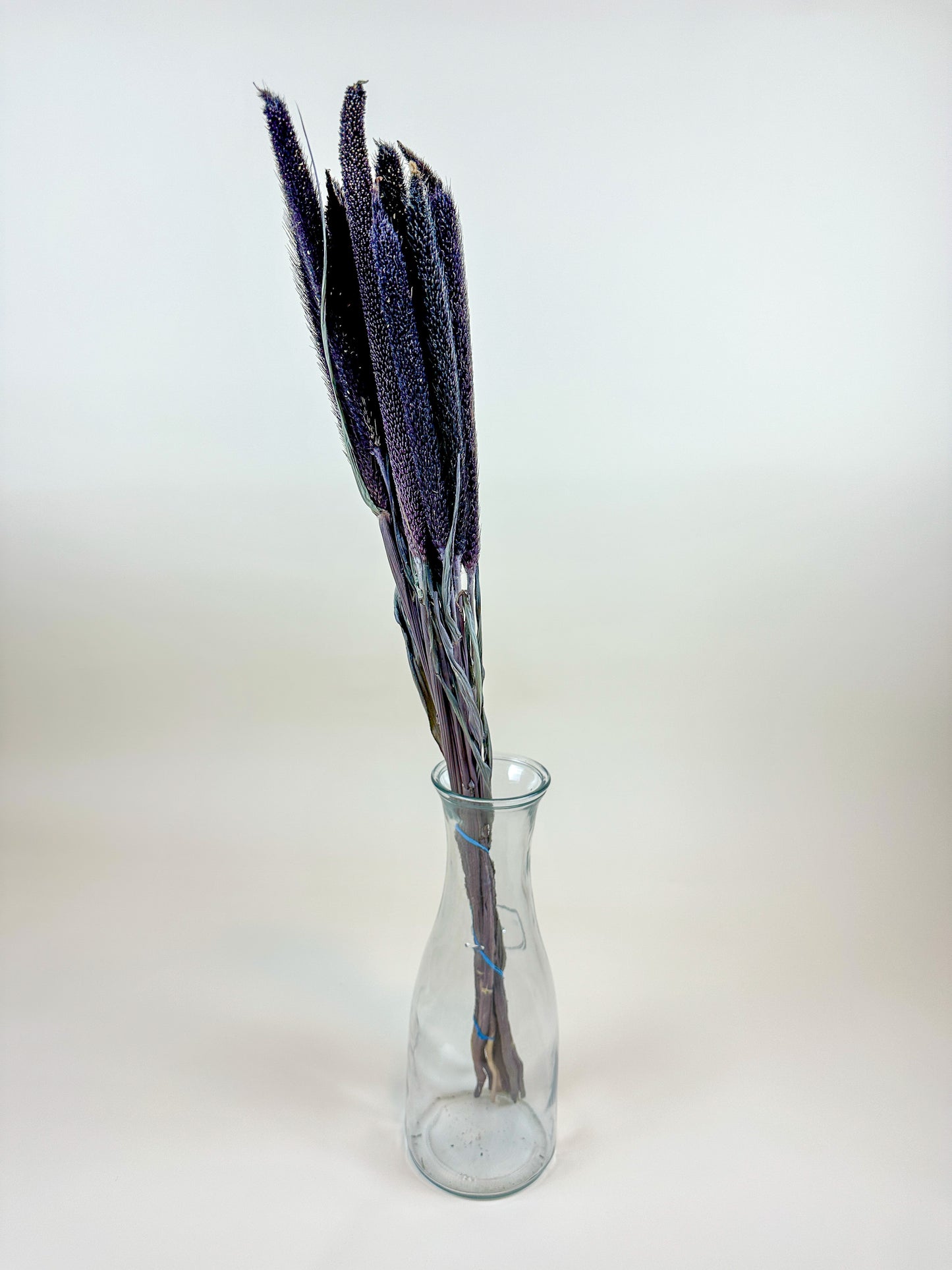 Purple Majesty Millet – Naturally Dried (12 Stem)