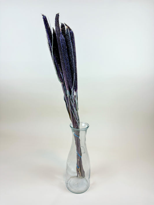 Purple Majesty Millet – Naturally Dried (12 Stem)