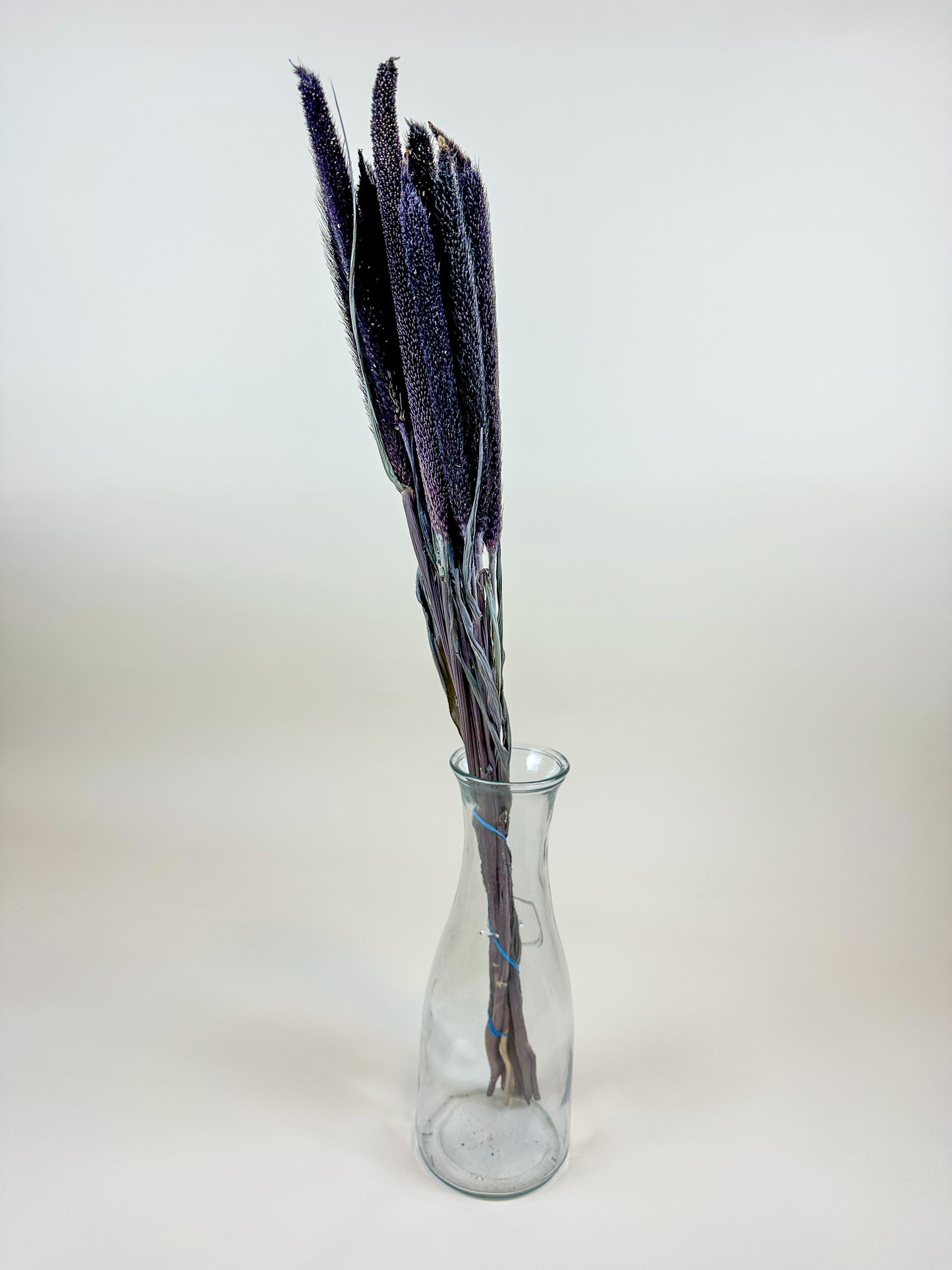 Purple Majesty Millet – Naturally Dried (12 Stem)