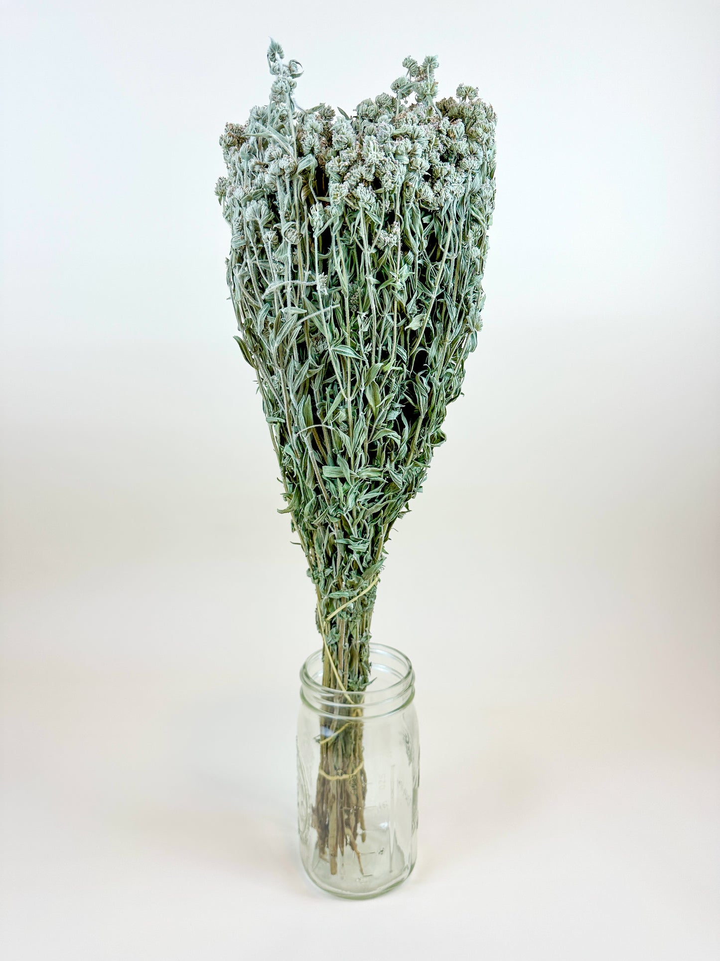 Mountain Mint – Naturally Air-Dried