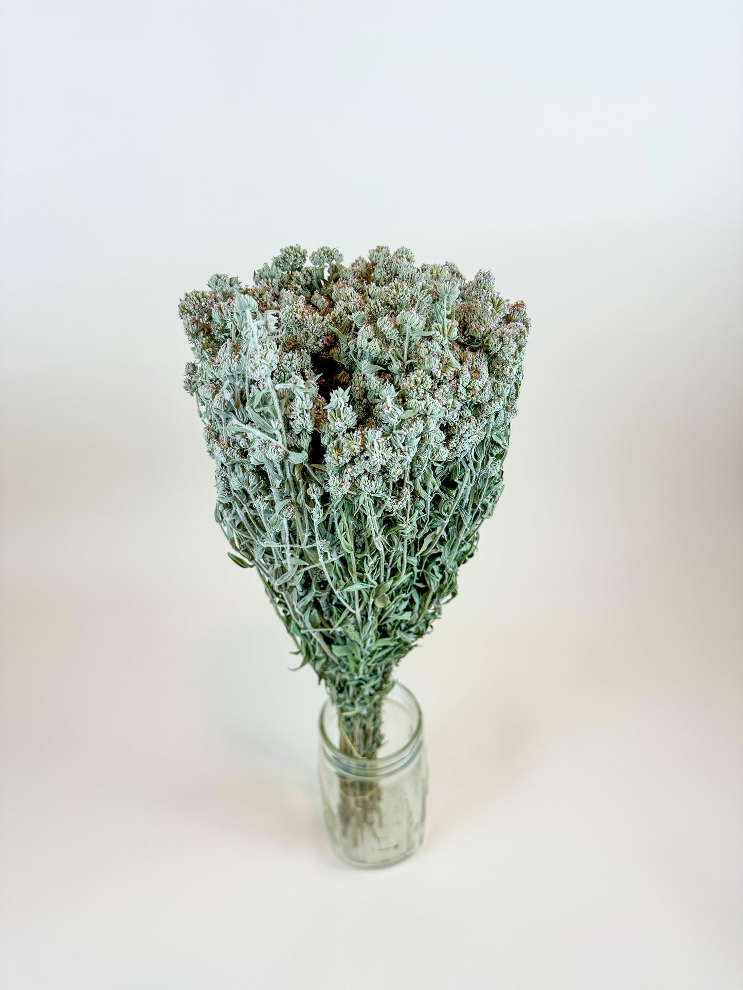 Mountain Mint – Naturally Air-Dried