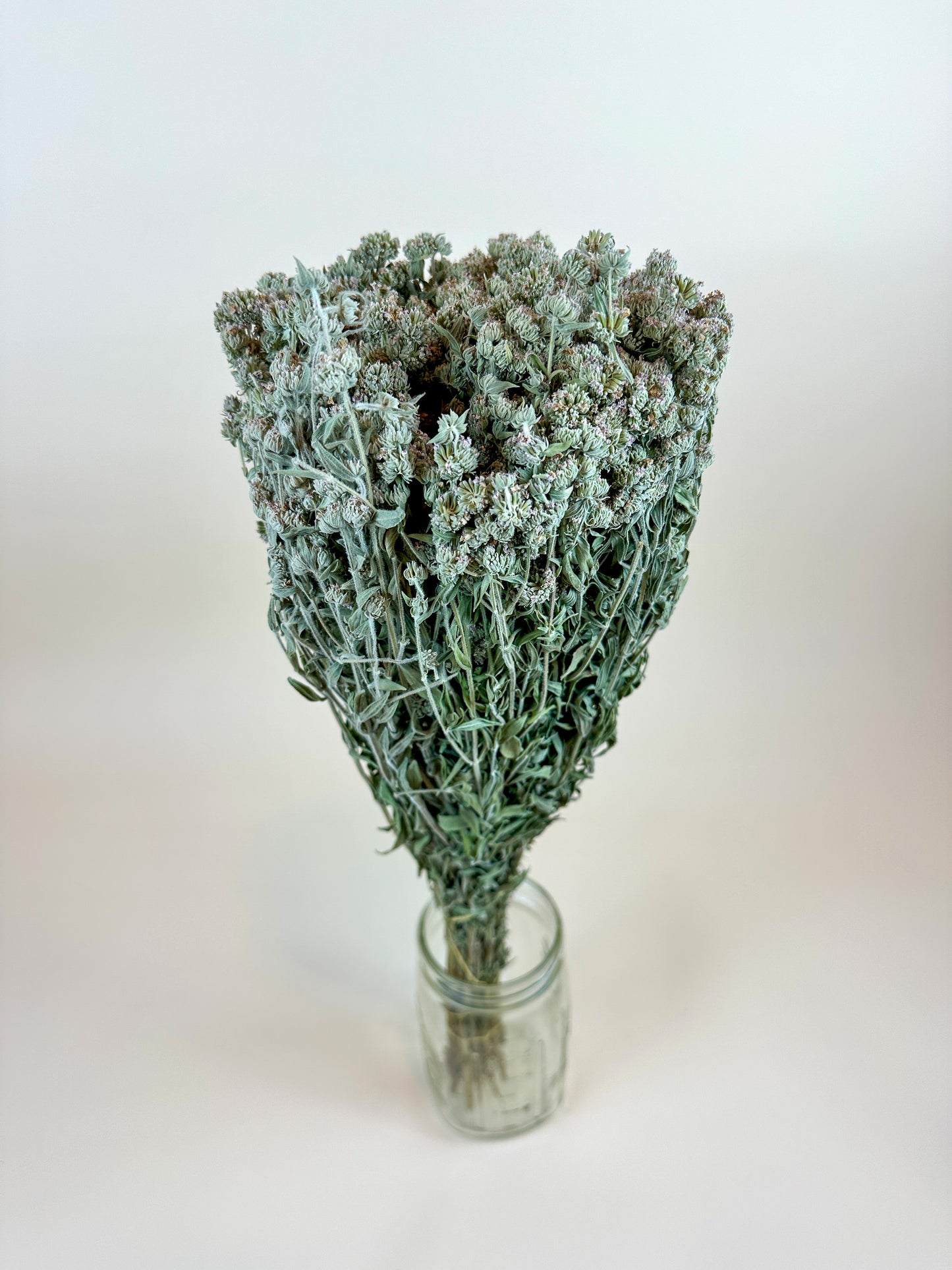 Mountain Mint – Naturally Air-Dried