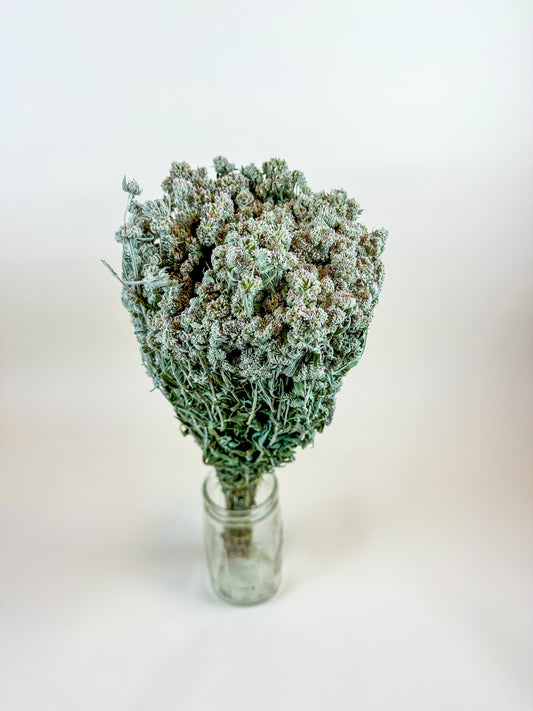 Mountain Mint – Naturally Air-Dried