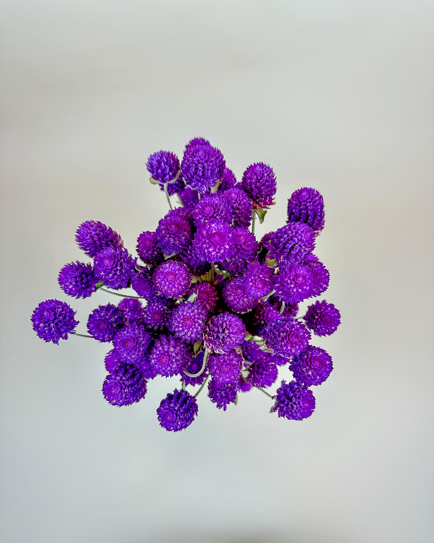 Purple Globe Amaranth – Naturally Dried Flowers