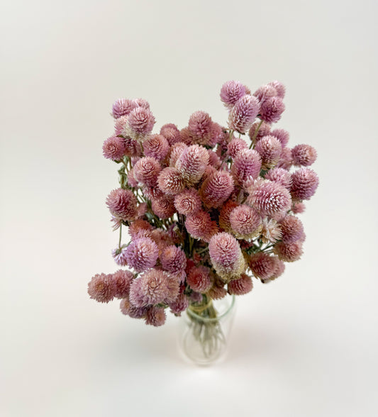 Blush Pink Globe Amaranth – Naturally Dried Flowers