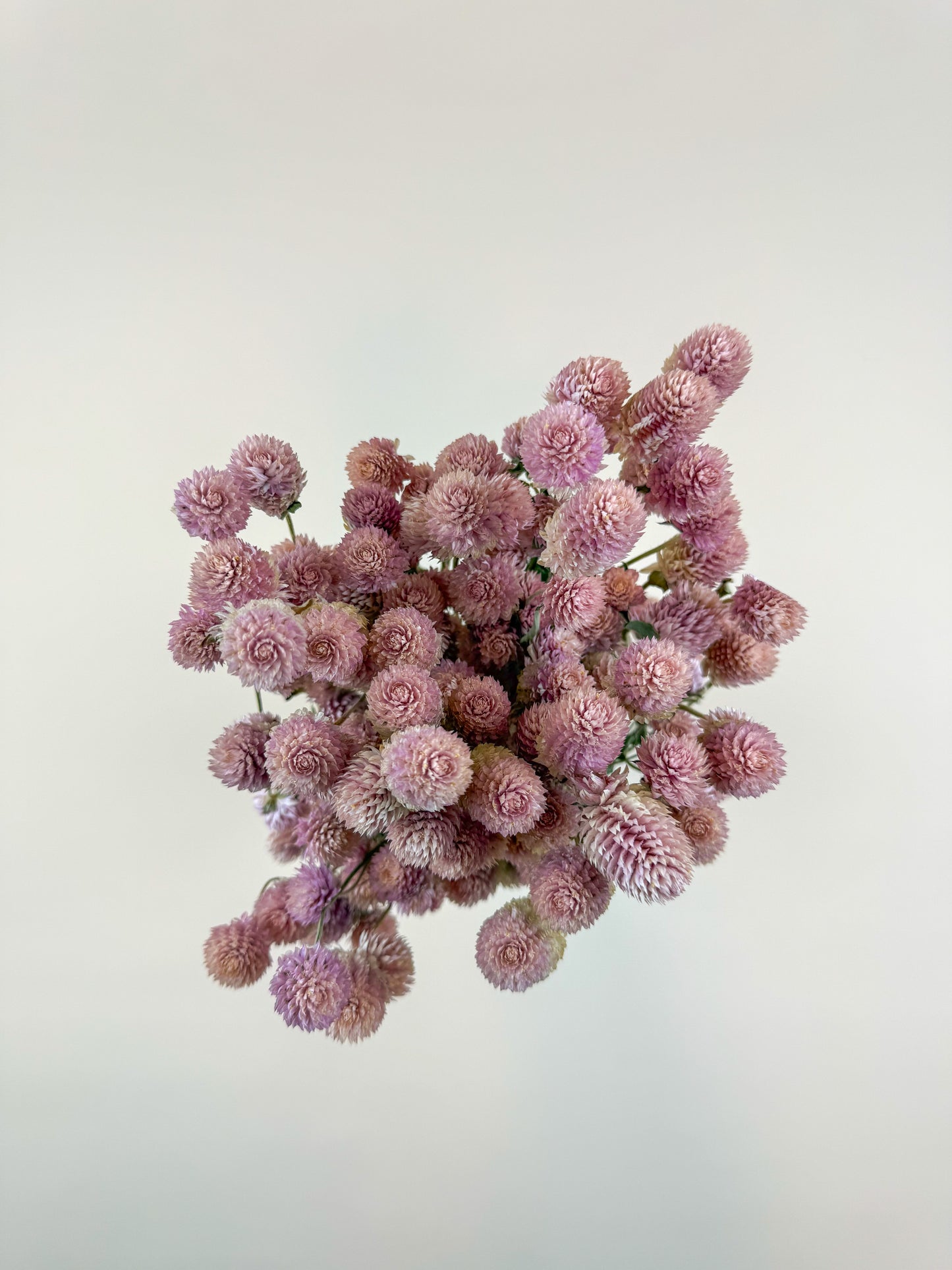 Blush Pink Globe Amaranth – Naturally Dried Flowers