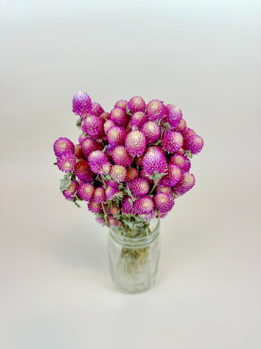 Bi-Color Globe Amaranth – Vibrant Pink & White Blooms