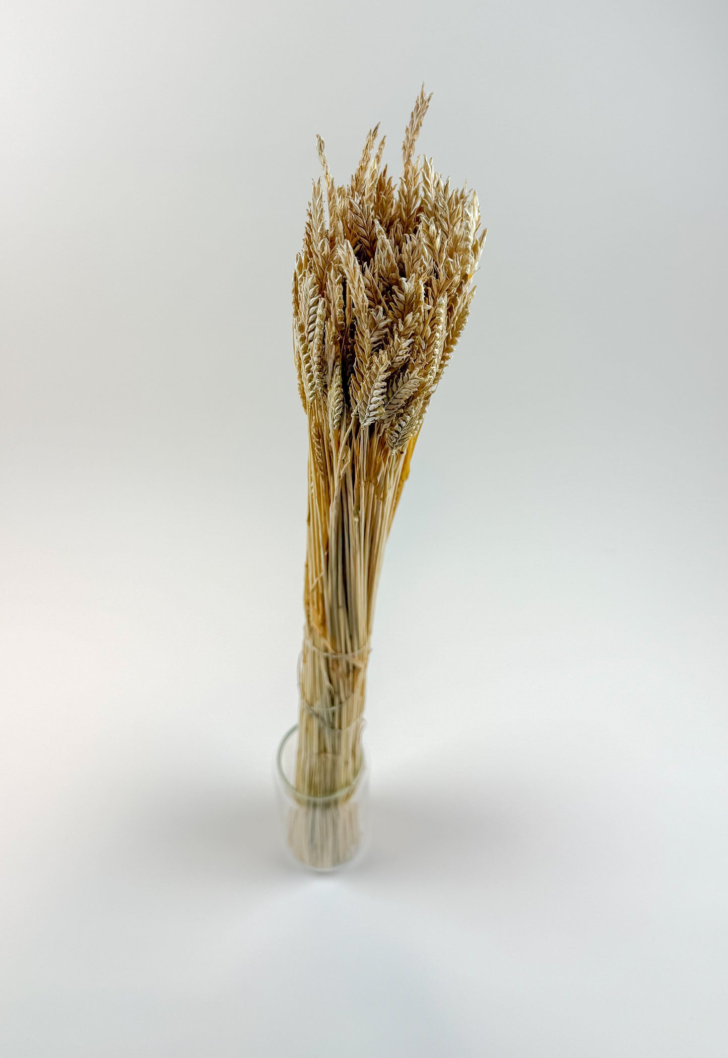 Dried 2-Row Barley Stems for Floral Styling & Décor