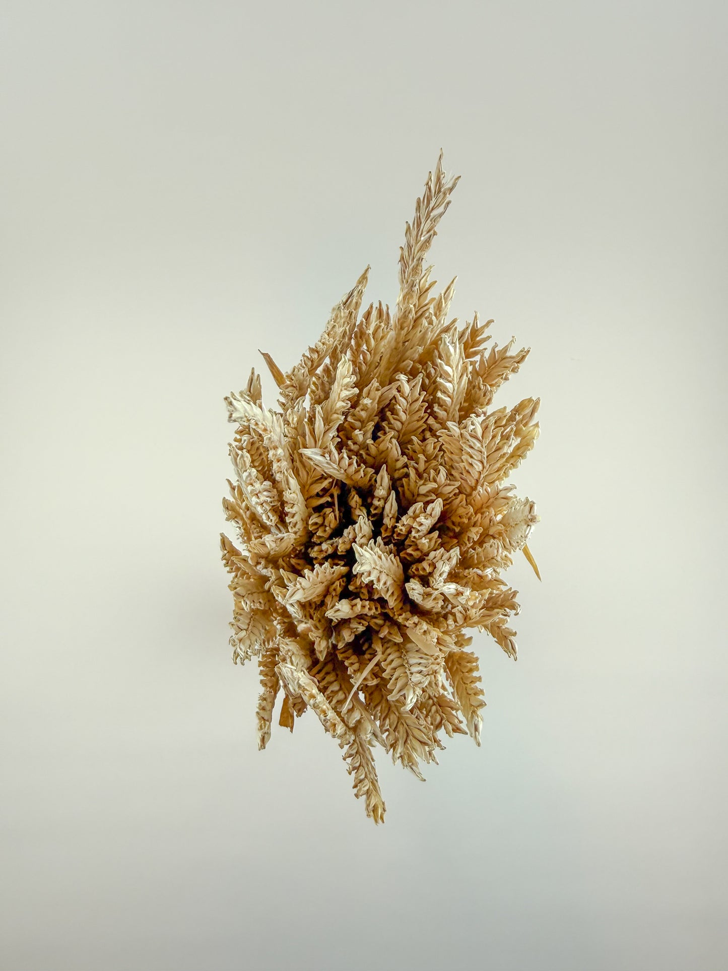 Dried 2-Row Barley Stems for Floral Styling & Décor