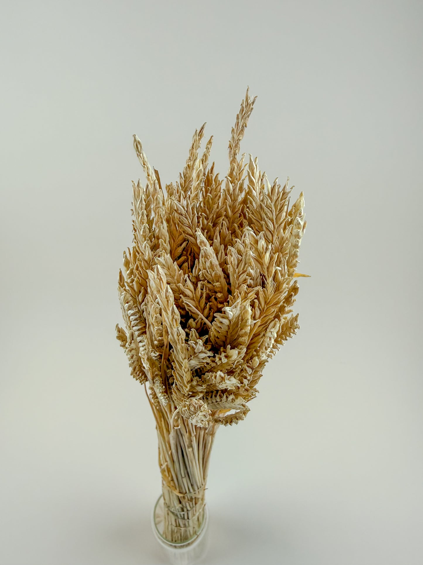 Dried 2-Row Barley Stems for Floral Styling & Décor