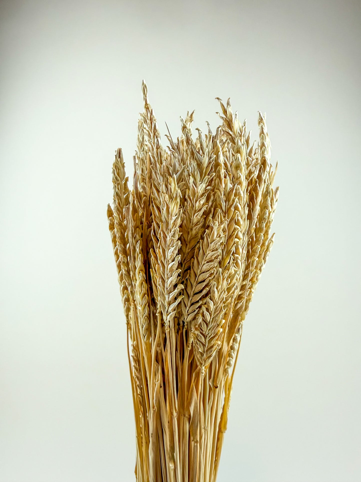 Dried 2-Row Barley Stems for Floral Styling & Décor