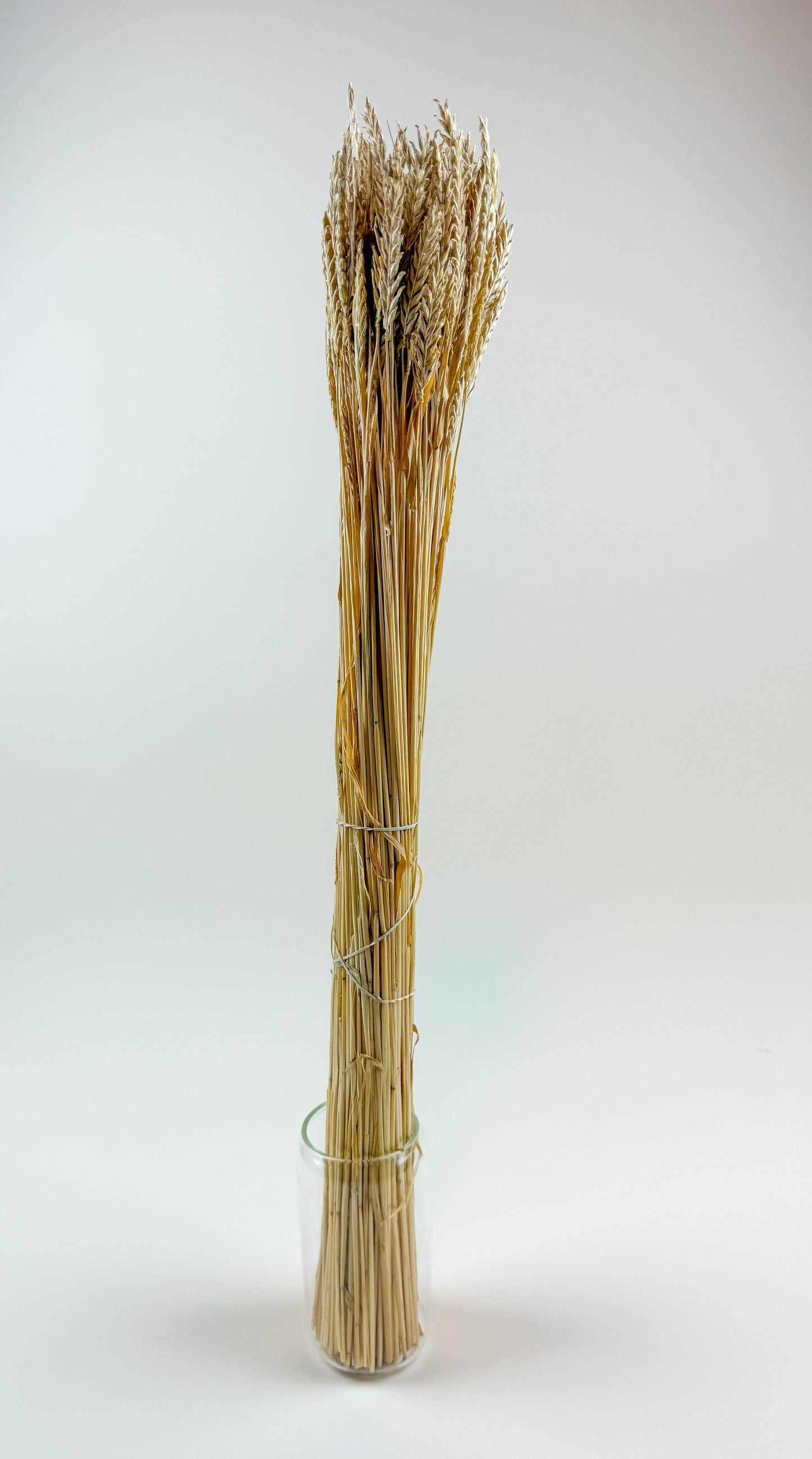 Dried 2-Row Barley Stems for Floral Styling & Décor