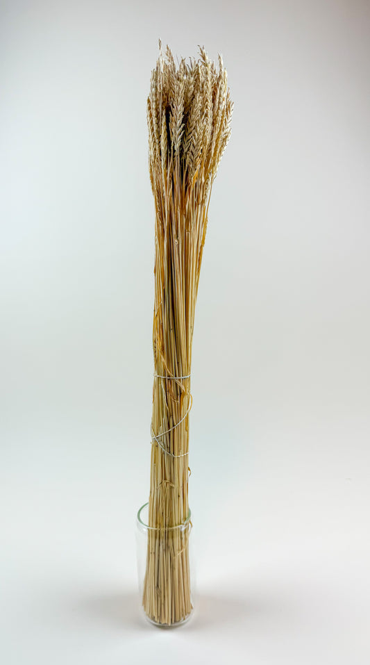 Dried 2-Row Barley Stems for Floral Styling & Décor