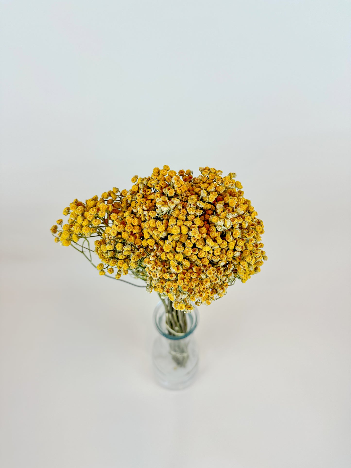 Yellow Tansy - Naturally Dried Flowers