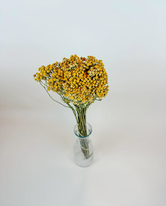 Yellow Tansy - Naturally Dried Flowers