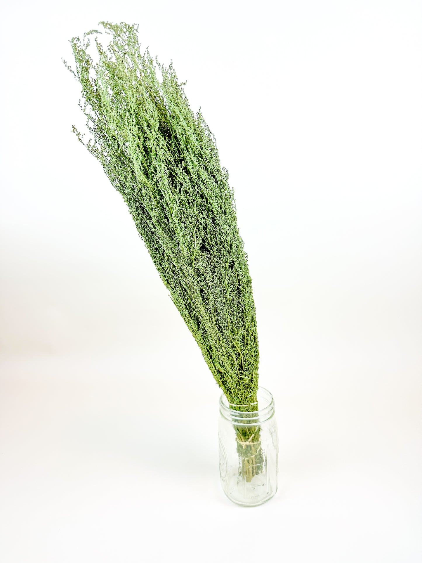Sweet Annie - Naturally Dried Green Stems