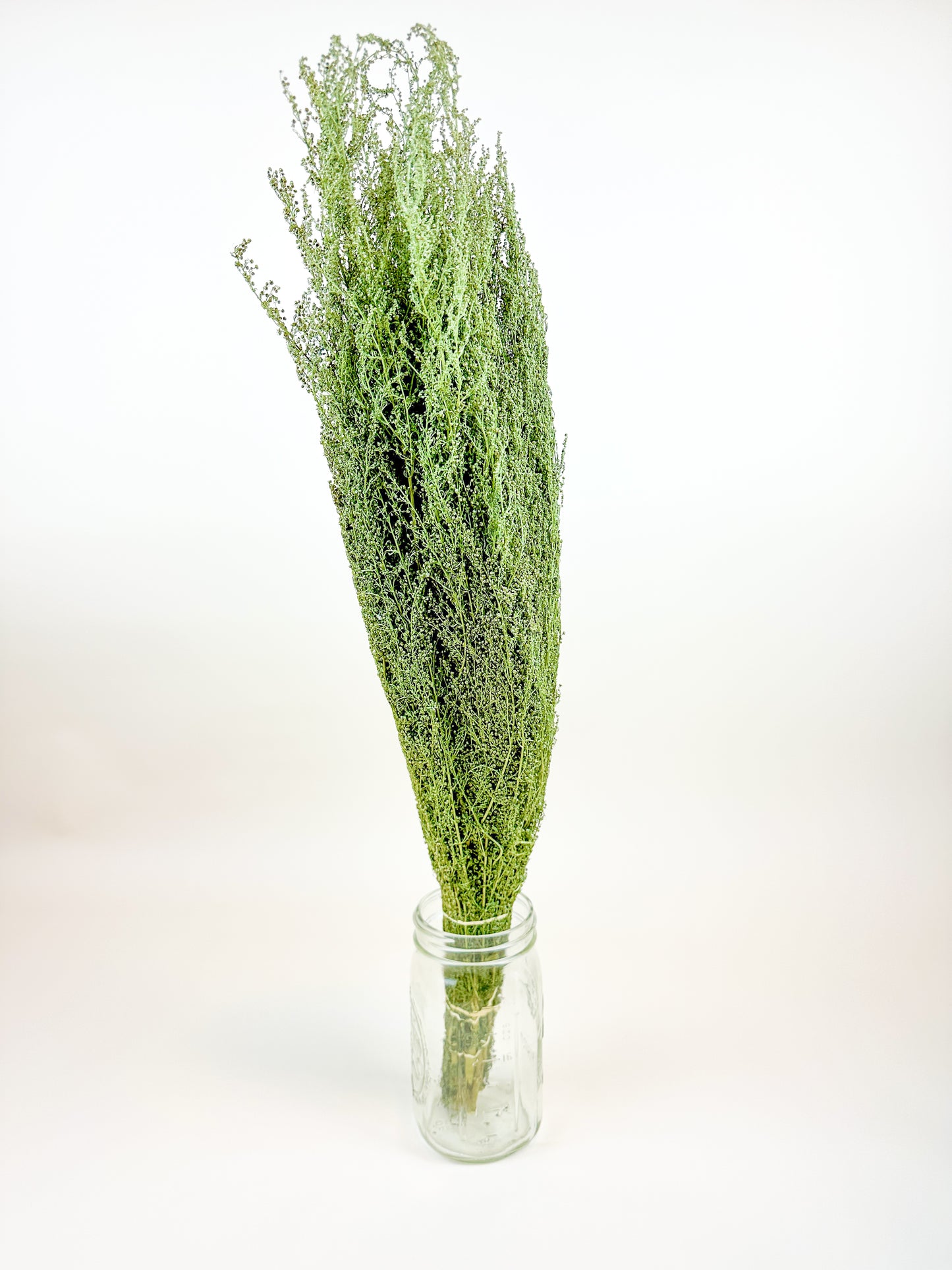 Sweet Annie - Naturally Dried Green Stems