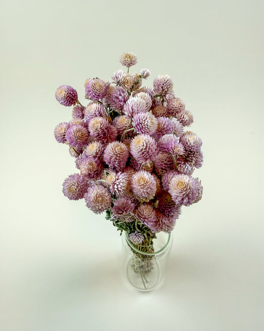 Light Pink Globe Amaranth – Naturally Dried Flowers